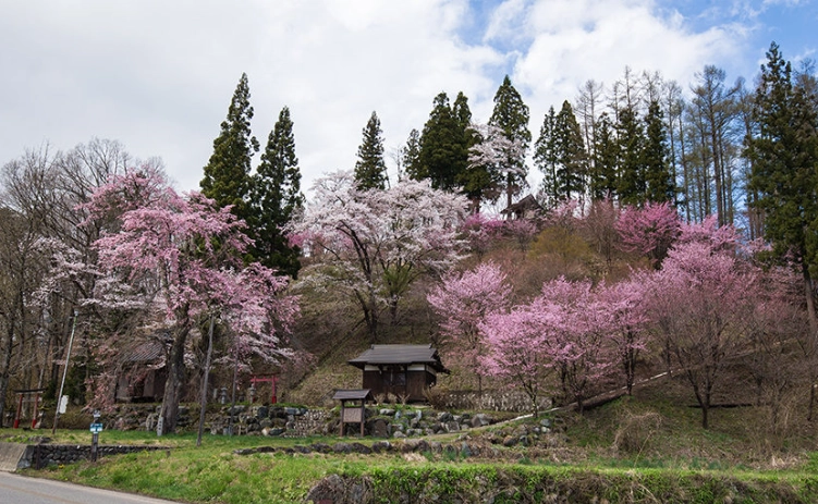 台灣賞櫻秘境 台灣賞櫻秘境