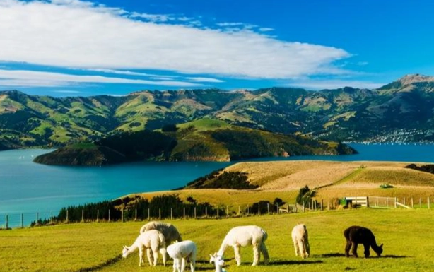 紐西蘭海關申報