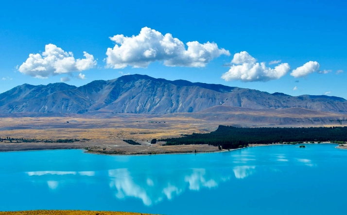 紐西蘭 開車 規定