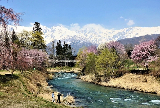 白馬村賞櫻 白馬村賞櫻
