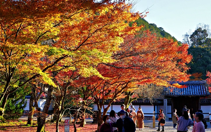 京都賞楓