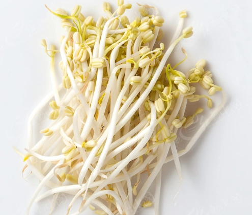 苜蓿芽營養 苜蓿芽營養