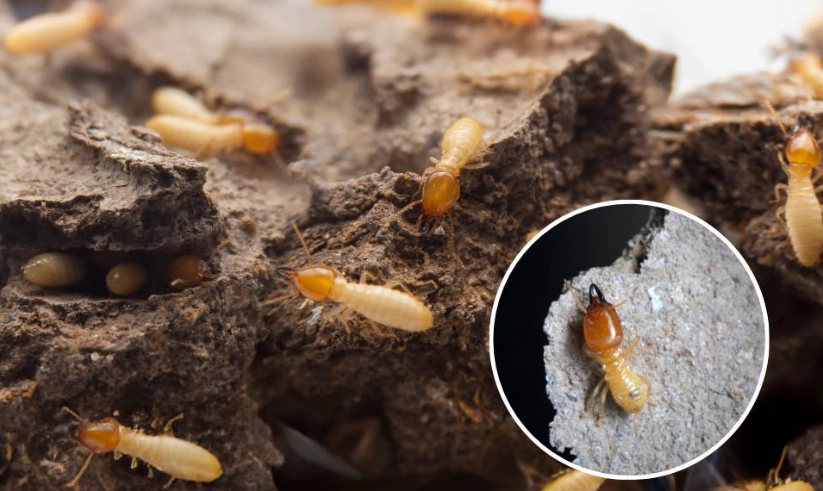 飛蟻處理 飛蟻處理