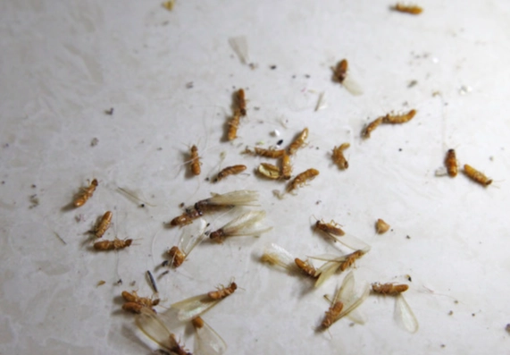 白蟻防治 白蟻防治