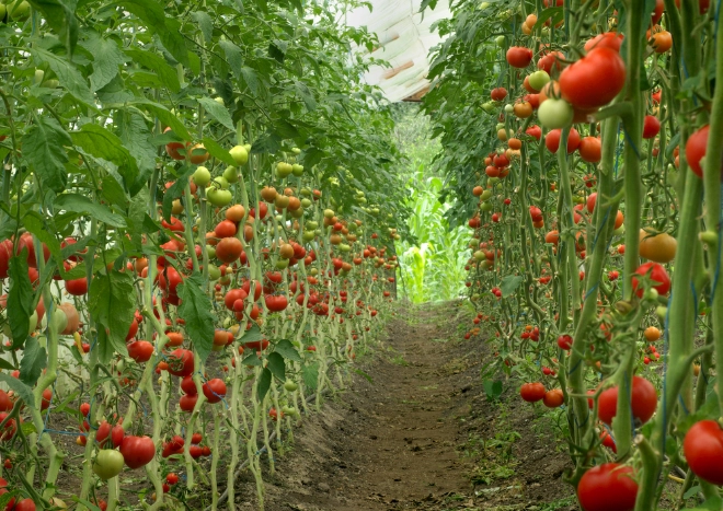 如何清洗蔬果農藥 如何清洗蔬果農藥