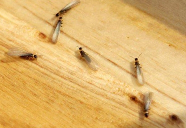 消滅飛蟻 消滅飛蟻