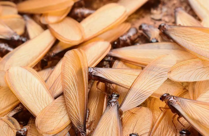 驅趕飛蟻技巧 驅趕飛蟻技巧