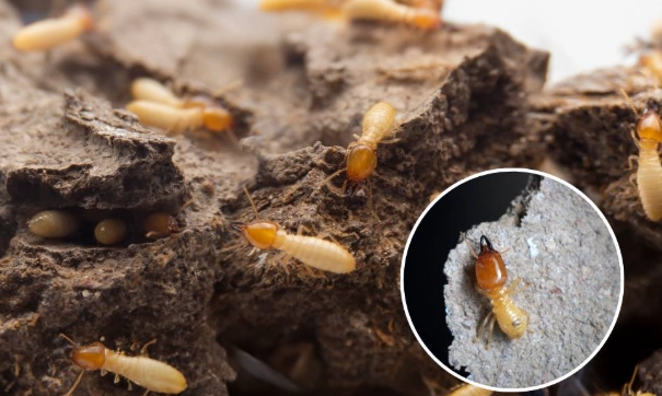 居家防蟲 居家防蟲