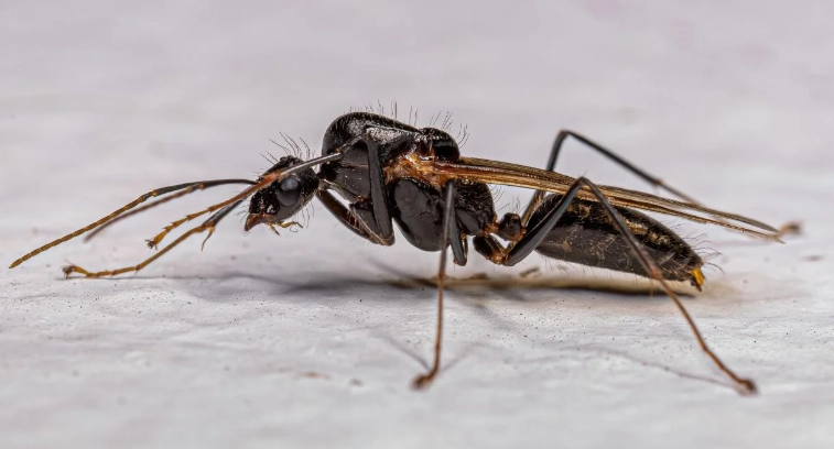 飛蟻突然很多原因 飛蟻突然很多原因