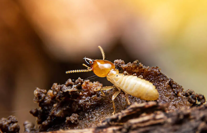 白蟻防治 白蟻防治