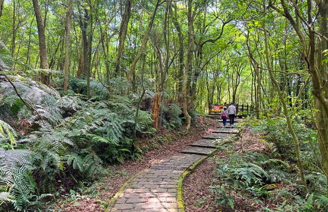 大崙頭森林步道難度