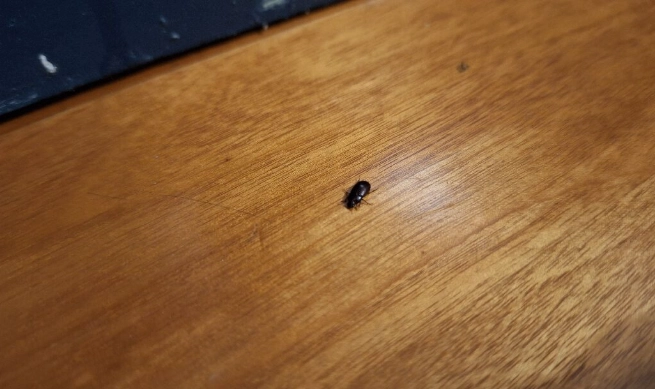 白蟻防治 白蟻防治