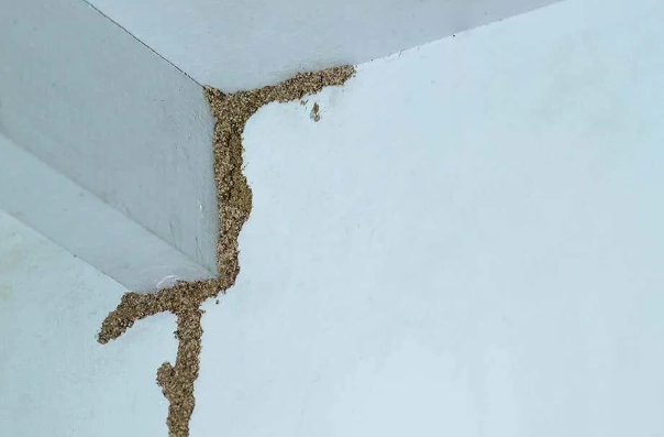 消滅飛蟻 消滅飛蟻