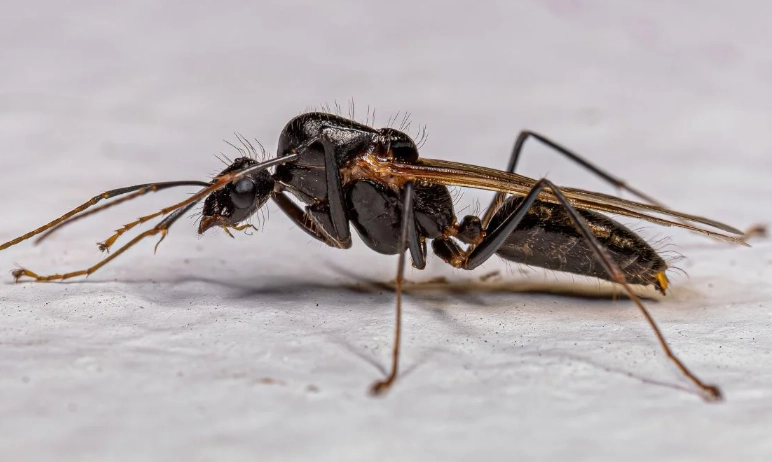 飛蟻處理 飛蟻處理
