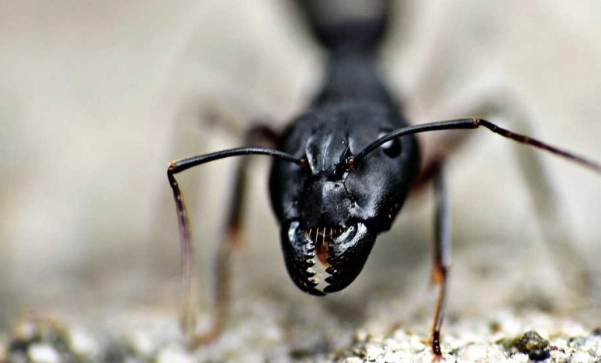 消滅飛蟻 消滅飛蟻