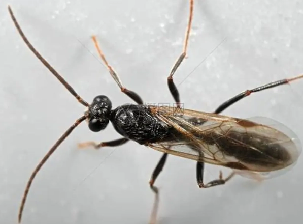 居家防蟲 居家防蟲