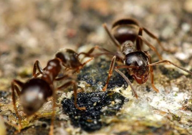 自然防治螞蟻
