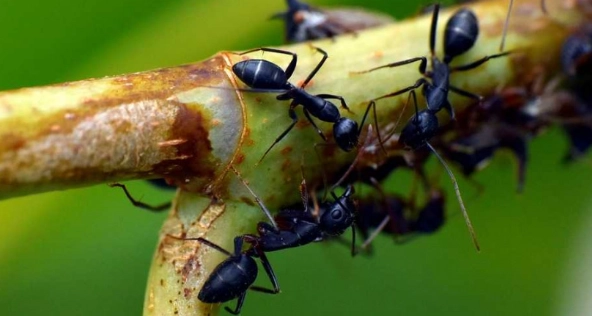 消滅飛蟻 消滅飛蟻