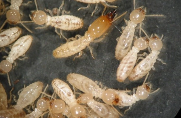 驅趕飛蟻技巧 驅趕飛蟻技巧