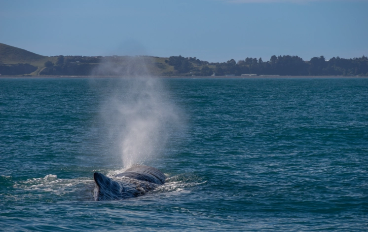 紐西蘭賞鯨