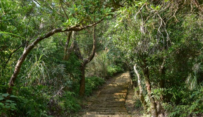 溪頭大崙頭山步道