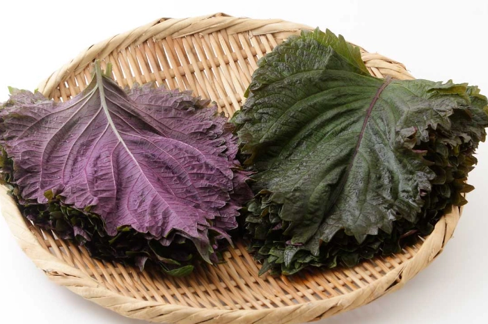 糖尿病可以吃紫蘇嗎