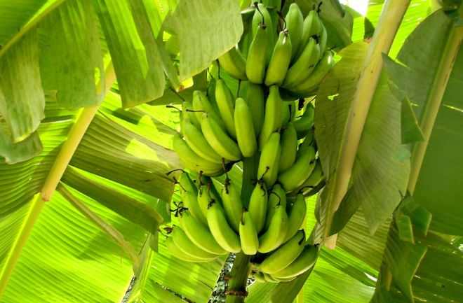 香蕉什麼時候吃最健康