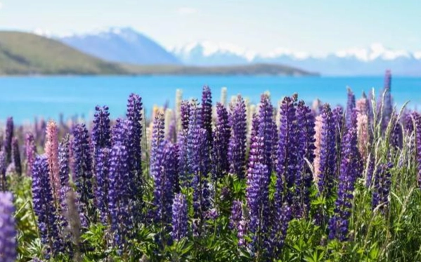 紐西蘭自助旅行省錢