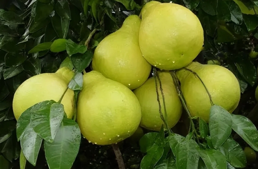 魚油柚子一起吃完整指南：好處、風險與實用建議