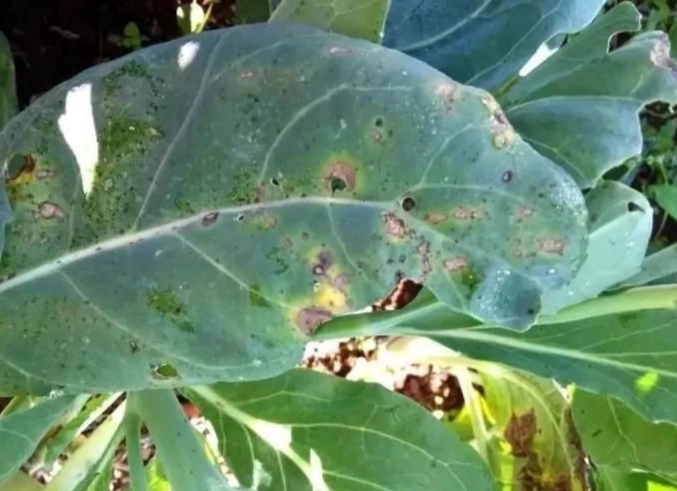 花椰菜變黃原因全解析：儲存不當、老化與病害的深度指南