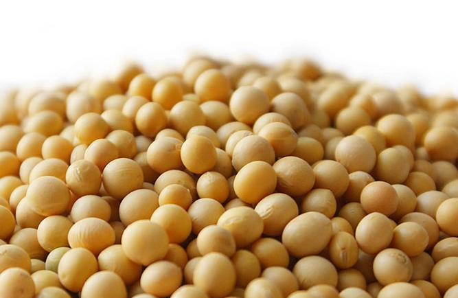 黃豆煮熟再打豆漿