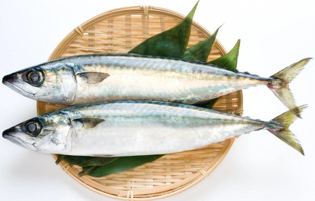 腎臟病可以吃鯖魚嗎？醫師詳解鯖魚對腎臟病患者的影響與飲食指南