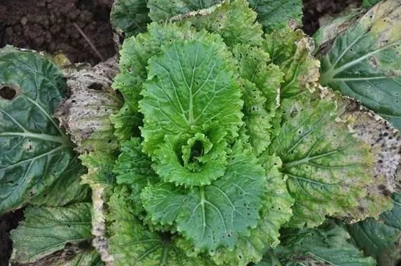 小白菜蟲害防治