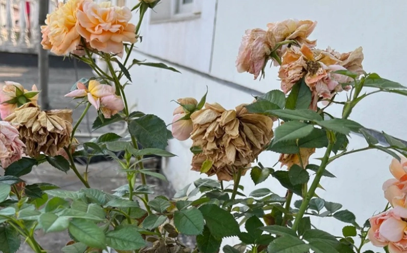 花謝了怎麼辦？完整指南教你處理花卉凋謝與延長花期