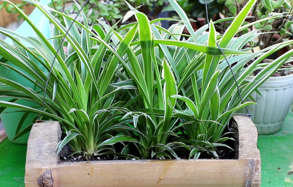 吊蘭葉子養護全攻略：解決黃葉、枯葉問題的實用技巧