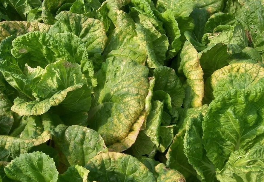 大白菜蟲害防治全攻略：識別、有機與化學防治方法一次看懂