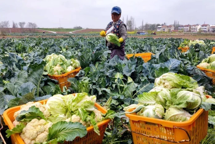 1到12月蔬菜盛產