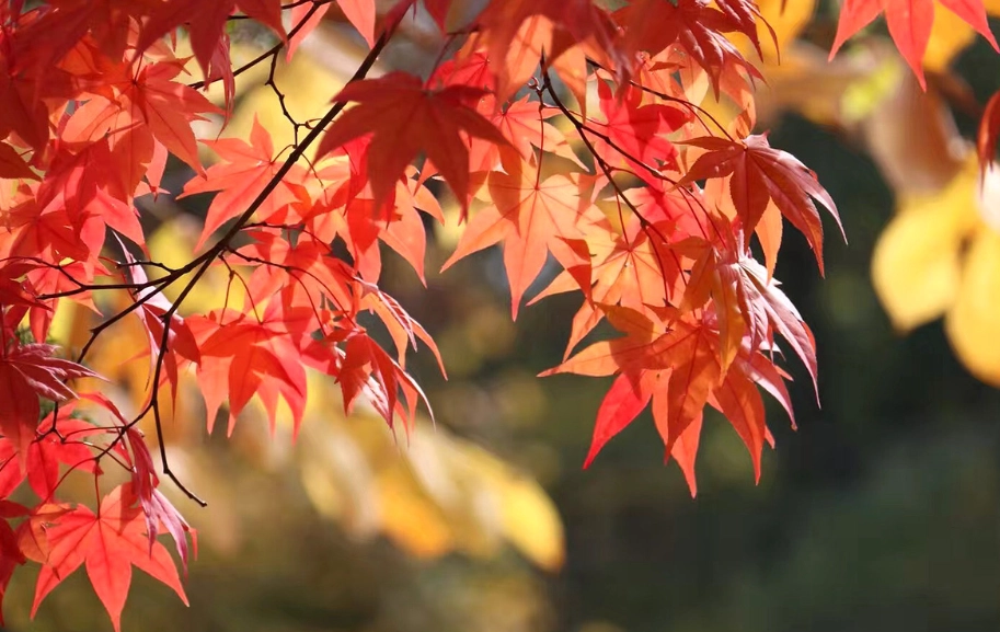 大出公園秋日漫步攻略：落羽松轉紅時節與最佳拍照點推薦
