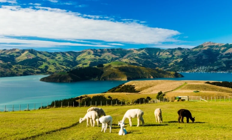 新西兰南北岛旅游