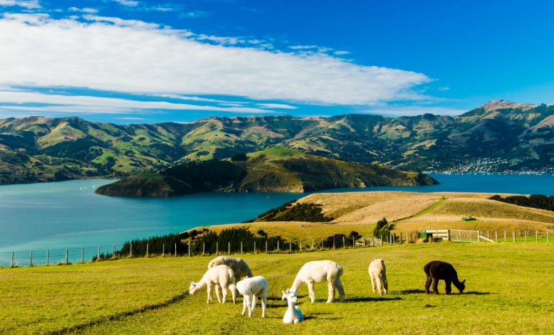 新西兰南北岛旅游终极攻略：行程规划、景点推荐与避坑指南