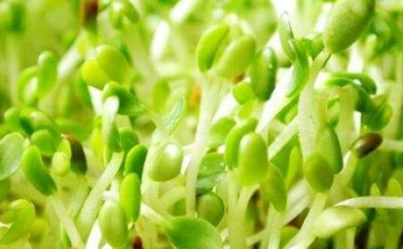 苜蓿芽營養成分