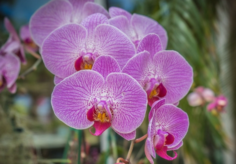 蝴蝶蘭如何栽種？從零開始的完整教學與常見問題解答