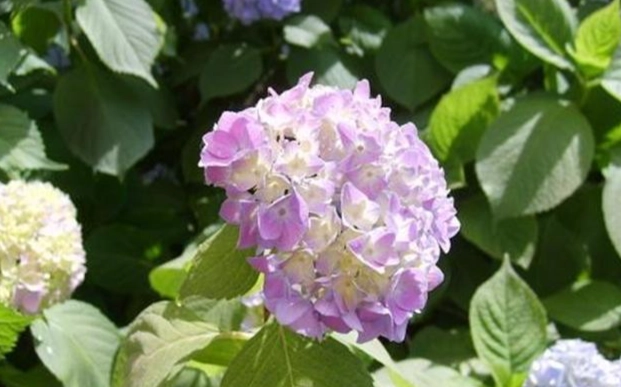 繡球花花語粉色