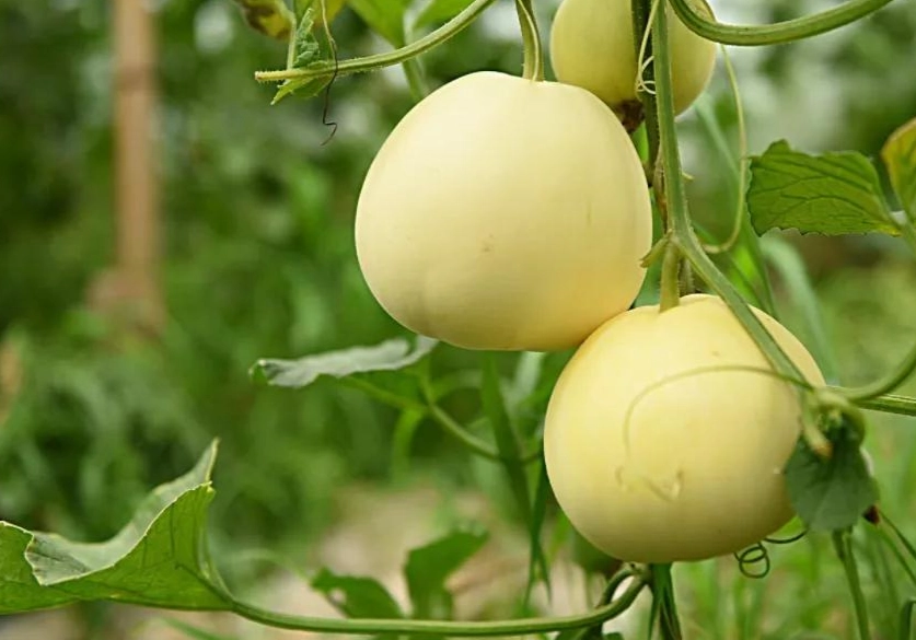 全年可種蔬菜完整指南：種類清單、種植技巧與常見問題解答