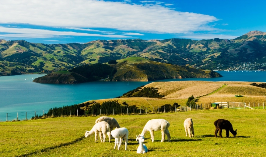 新西兰地图完整指南：从下载到实用技巧一次掌握