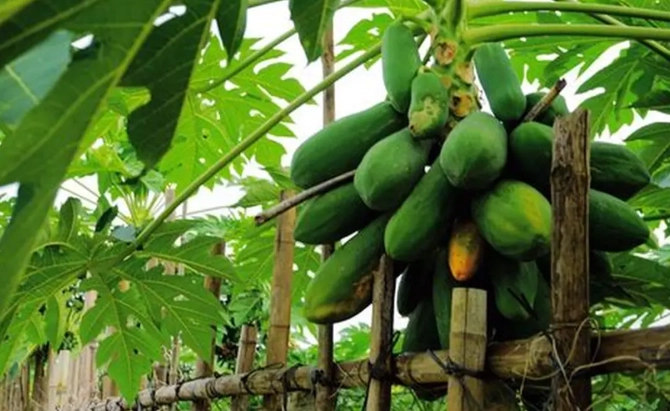 木瓜香蕉可以一起吃嗎