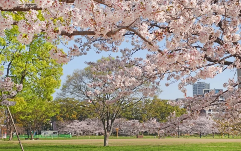 大出公園櫻花：絕美賞櫻景點全攻略與最佳時間指南
