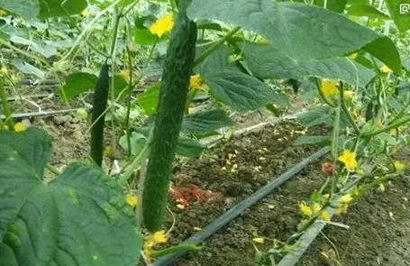 農藥最少的蔬菜