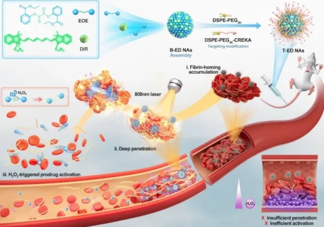 新型抗凝血劑禁忌