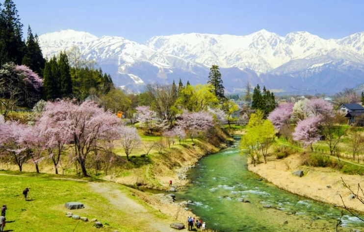 白馬村櫻花賞櫻全攻略：秘境交通、住宿與攝影指南